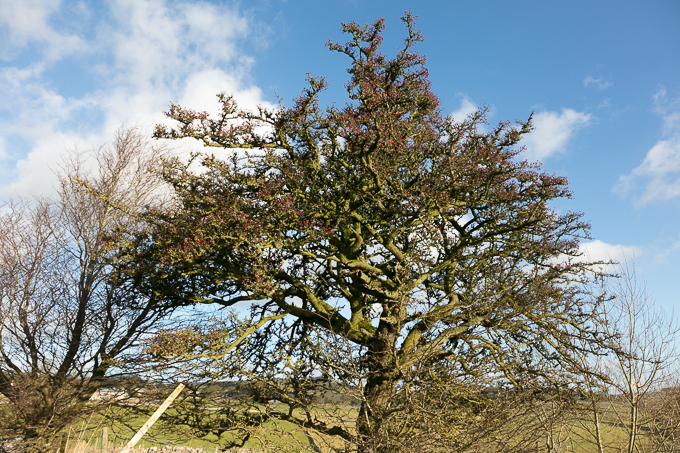 Christmas_Walk_12