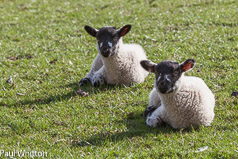 Spring Lambs