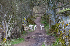 Naughty Lambs