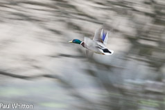 In a flap!