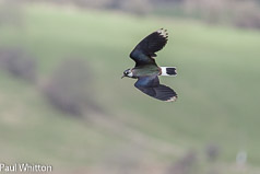 Lapwing in flight, Semerwater