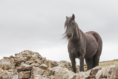 Pony in Thornton Rust