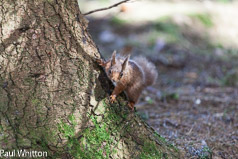 Red Squirrel