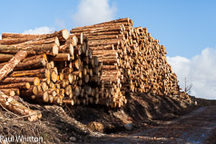 Logging