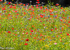 Meadow Fields