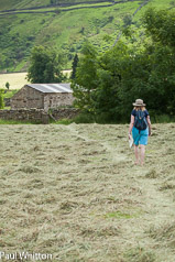 Meadow field walk
